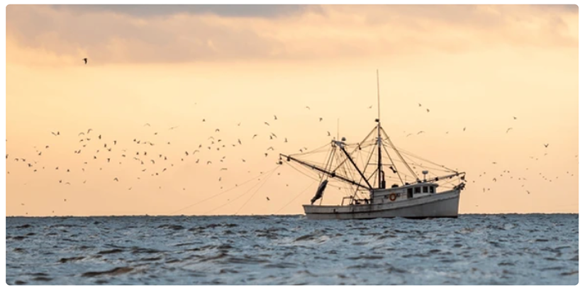About Aquaculture