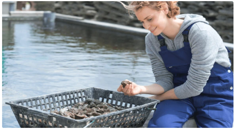 Shellfish farming