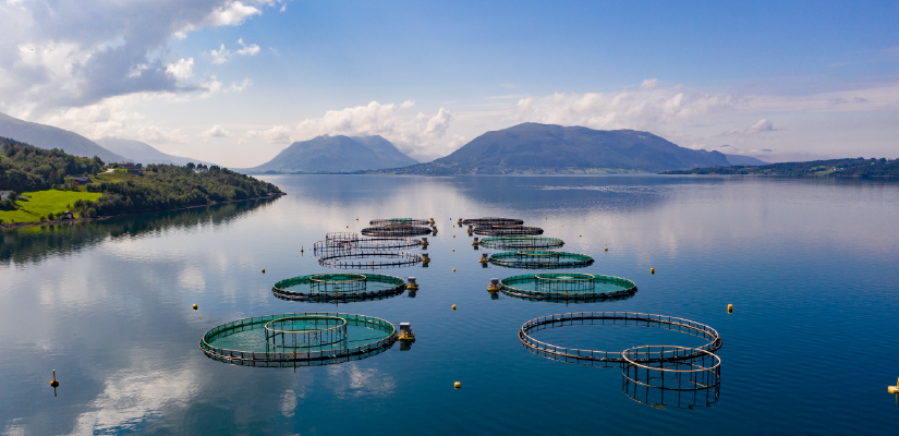 Organic aquaculture