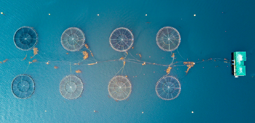 EU Aquaculture Assistance Mechanism