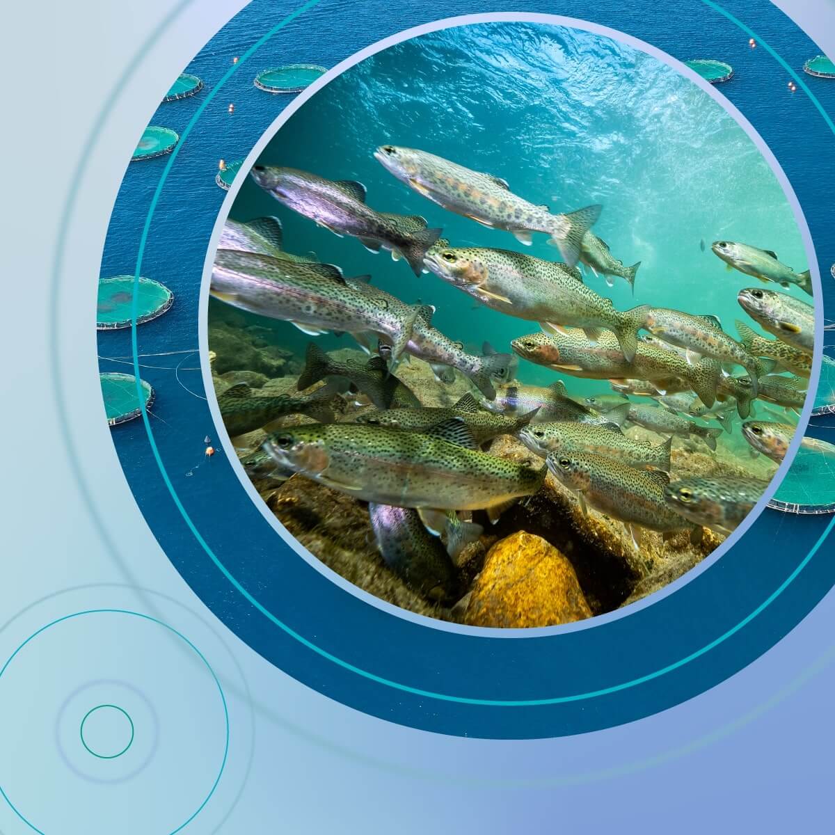 Il presente documento fornisce un elenco non esaustivo di buone pratiche di allevamento (GHP) generali e specifiche per specie su temi chiave relativi al benessere e alla salute nelle diverse tecniche di produzione di alcune specie acquicole europee.